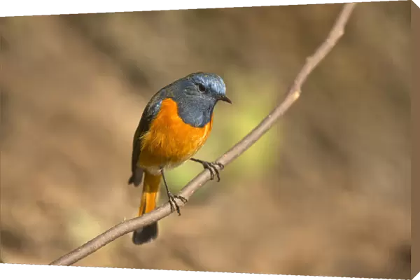 Blue-fronted Redstart (Phoenicurus frontalis) male, Yunnan, China