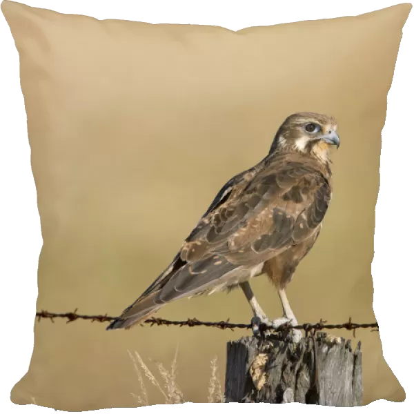 Brown Falcon (Falco berigora), Victoria, Australia