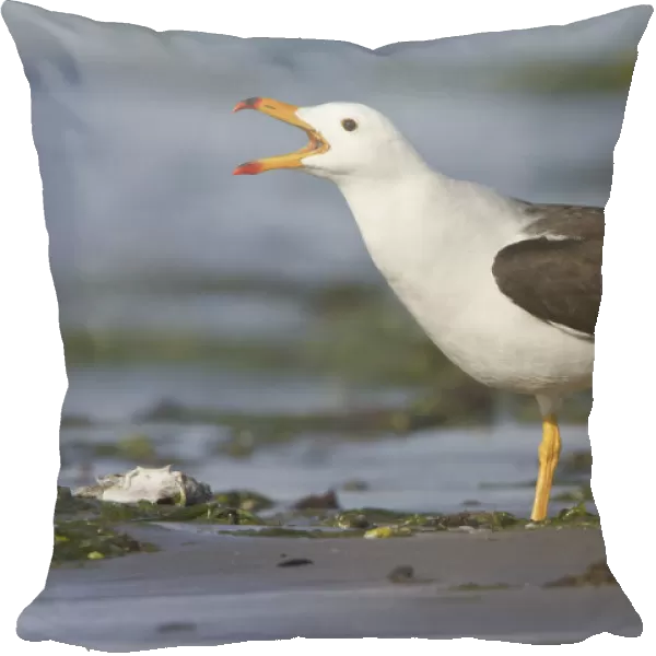 Belchers Gull (Larus belcheri), Isla de Ballestas National Park, Peru