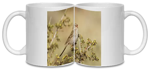 Mighty Mug - The Mighty Sparrow