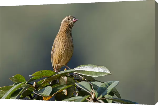 Dark-rumped Rosefinch (Carpodacus edwardsii) female, Darjeeling, India