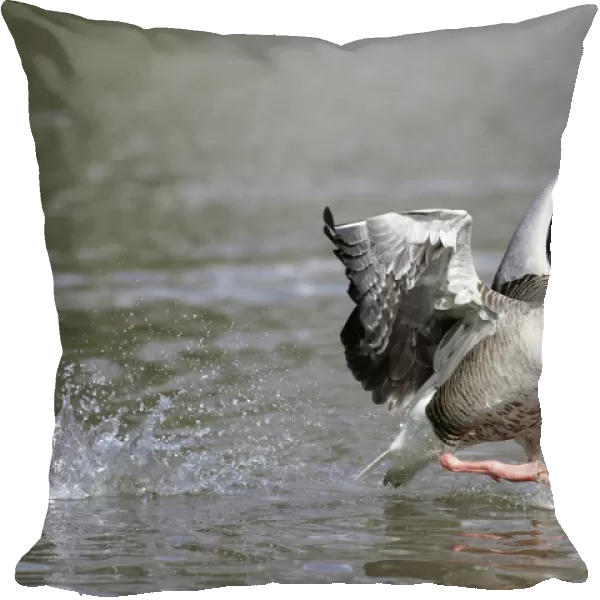 Greylag Goose (Anser anser) male taking flight from lake, Kassel, Hessen, Germany