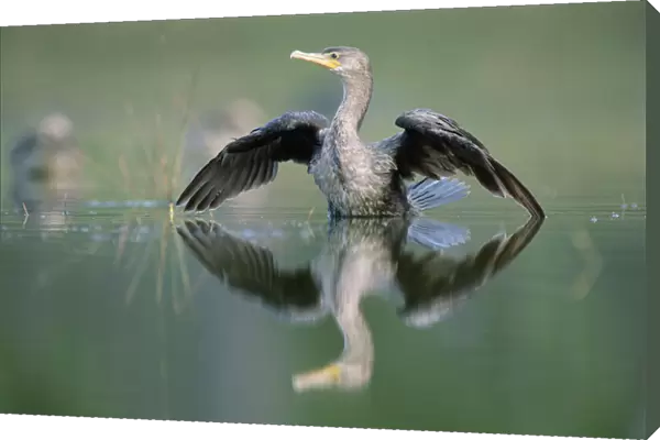 Double-crested Cormorant (Phalacrocorax auritus) stretching its wings, North America