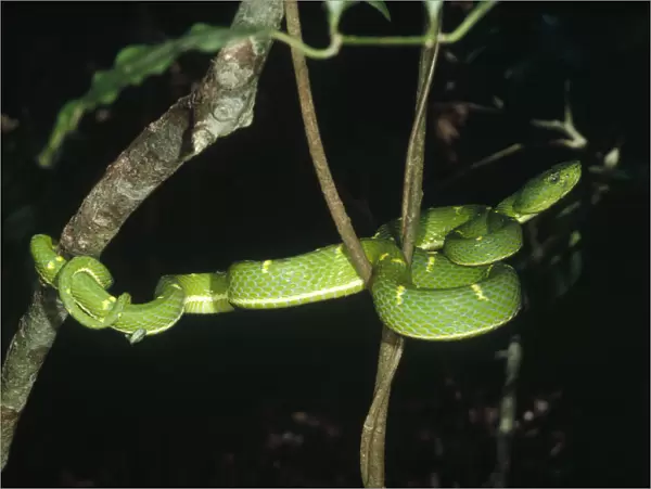 Asian Pit Viper (Trimeresurus sp) coiled in tree, Monteverde Cloud Forest Reserve
