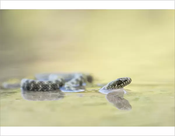 Dice Snake (Natrix tessellata) juvenile in shallow water, Olympus National Park, Greece