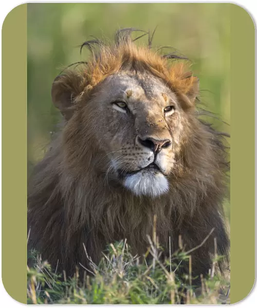 dominant Lion (Panthera leo) male looking very proud, Kenya, Narok County