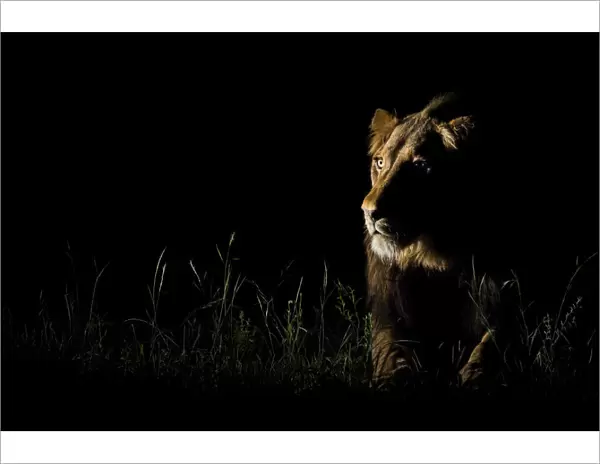 An alert male Lion (Panthera leo) listening to the night sounds, South Africa