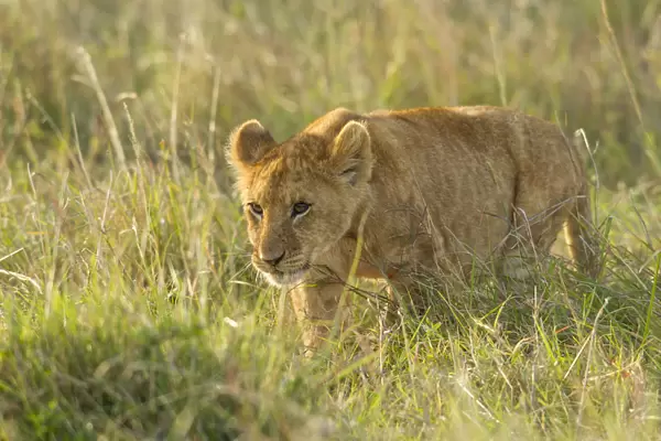 Lion (Panthera leo) cub walking in tall grass, Kenya, Masai Mara National Reserve