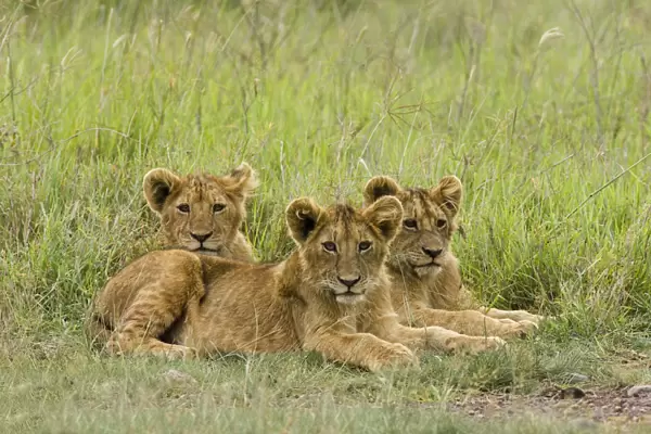 African Lion (Panthera leo) three cubs laying in the grass, Ngorongoro Conservation Area