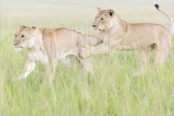 Young Lions (Panthera leo) playing, Masai Mara National Reserve, Kenya