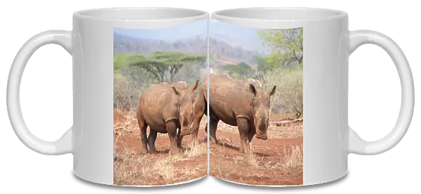 White Rhinoceros (Ceratotherium simum) adult and young looking at camera, South Africa