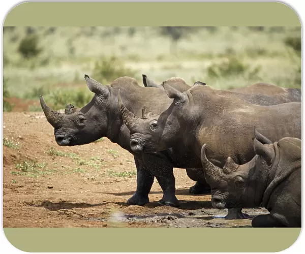 Four White Rhinoceroses (Ceratotherium simum) leaving the water, Kruger National Park