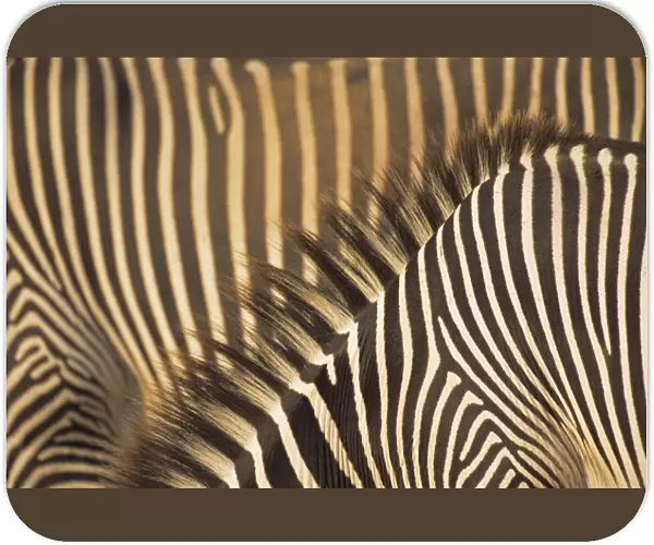 Grevyaes Zebra (Equus grevyi) stripe pattern in close up, Kenya, Samburu National Reserve