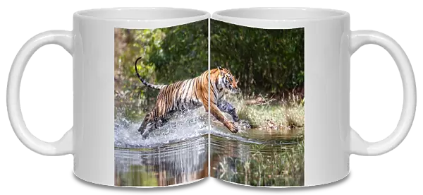 Bengal Tiger (Panthera tigris tigris) running through the water