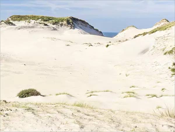Dune formation, Zuid Kennemerland National Park, Noord-Holland, the Netherlands