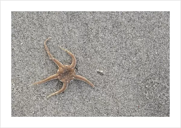 Close-up of a Brittle Star (Ophiura ophiura) stranded on the beach at low tide