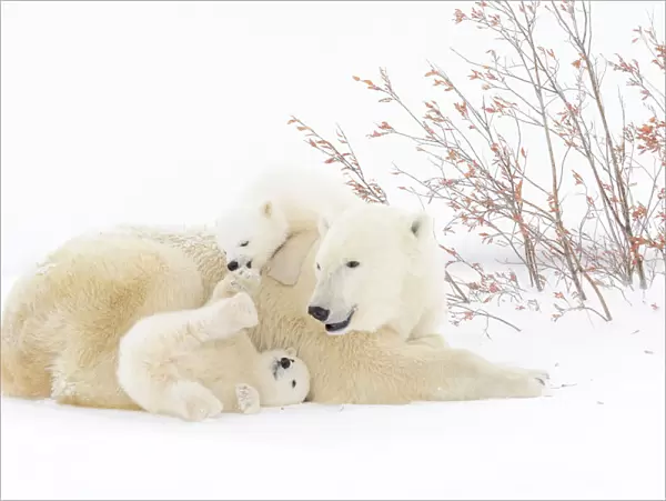 Polar Bear (Ursus maritimus) mother lying down on snow-covered tundra with two new born