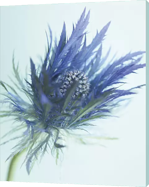 AKC_0020. Eryngium alpinum. Sea holly. Blue subject. Blue b / g