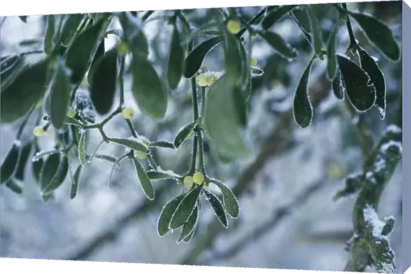 CGS_0067. Viscum album. Mistletoe. Green subject