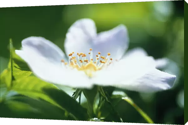 CS_1239. Rosa canina. Rose  /  Wild rose  /  Dog rose. White subject. Green b / g