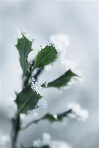 Holly, Ilex aquifolium, leaves with melting snow against a pale blue background