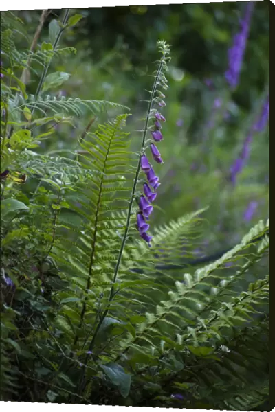 Foxglove, Digitalis purpurea, Growing outdoor in a garden