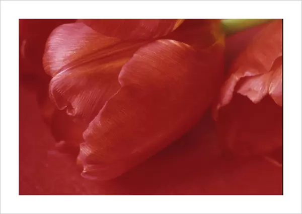 tulipa london, tulip, red subject, red background