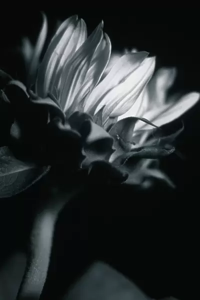 JB_63. Helianthus annuus. Sunflower. Black & white subject