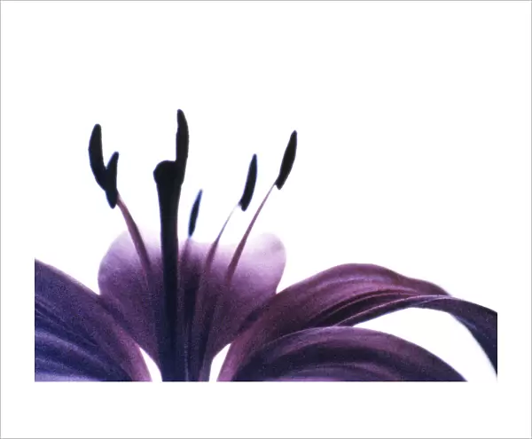 JR_12. Lilium - variety not identified. Lily. Purple subject. White b / g