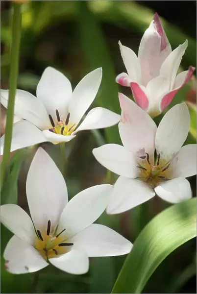 tulipa clusiana lady jane, tulip, white subject