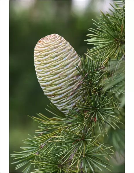 Deodar, Cedrus deodara, Close up detail of cone growing outdoor on the tree