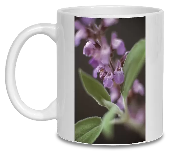 MO_96. Salvia officinalis. Sage. Purple subject