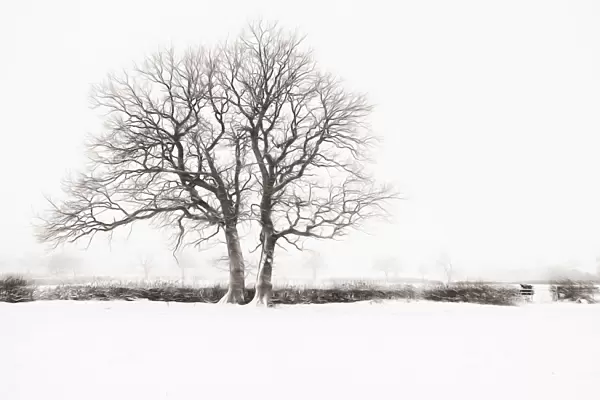 Tree. Bare winter trees in a hedgerow surrounded by a snow covered landscape