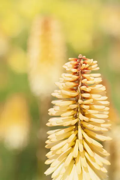 Red hot poker, Kniphofia Tawny King, A single spire of the pale orange flwoer with