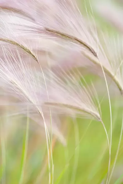 Foxtail barley, Squirrel tail grass, Hordeum jubatum