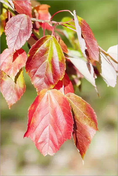 Maple, Tatar Maple, Acer tataricum, Red autumn leaves on a twig