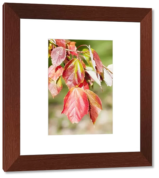Maple, Tatar Maple, Acer tataricum, Red autumn leaves on a twig