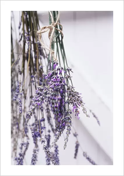 RE_0214. Lavandula - variety not identified. Lavender. Purple subject. White b / g