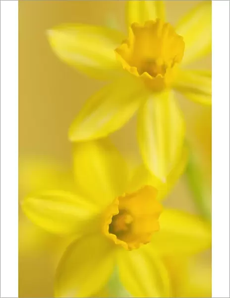SUB_0070. Narcissus Tete-a-Tete. Daffodil. Yellow subject