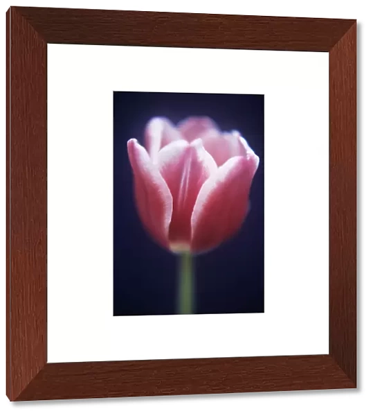 TS_0034. Tulipa Lustige witwe. Tulip. Pink subject. Blue b / g
