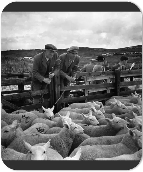 Shepherds rounding up their sheep into the pens at Lairg