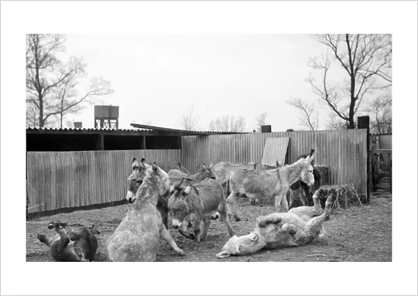 Irish donkeys due for export to Italy. 2  /  3  /  1952 C1074