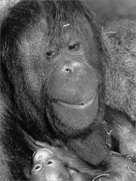 Mothers Day at London Zoo: Bulu the Orang-Utan. Ani Monkeys now 28 years old