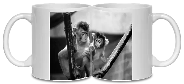 Baby pig-tailed monkeys January 1975 75-00240-020