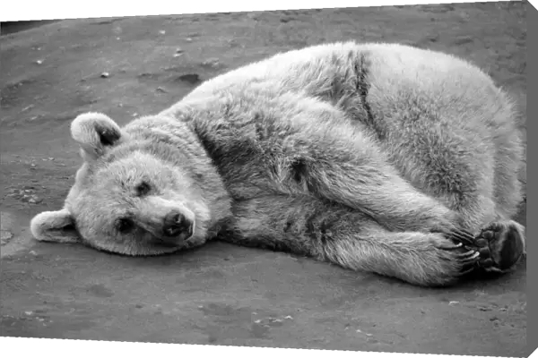 Zoo Animals: Bear. December 1975 75-06831-004