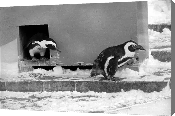 Penguins in the snow at London Zoo. January 13th 1982 82-148-15b