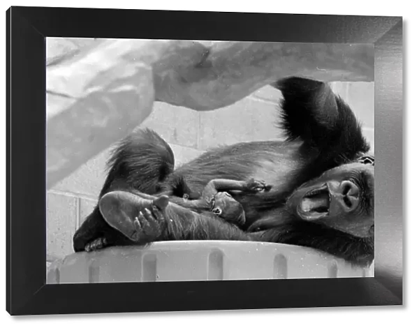 Gorilla and her baby at Bristol Zoo May 1977 77-2590-018