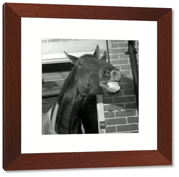Foinavon 1967 Grand National winner, seems to have something to laugh about. Y14