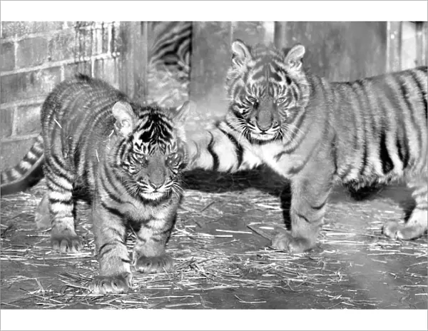 Zoo: Tigers and Cubs. February 1975 75-01170-015