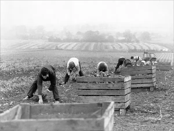 Agriculture: Farm labour. Pickers lifting leeks. November 1987 P005392